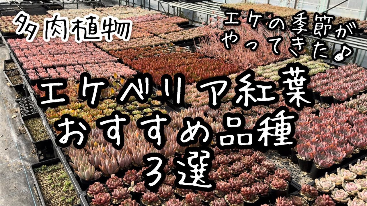 【多肉植物】エケベリア紅葉おすすめ品種3選