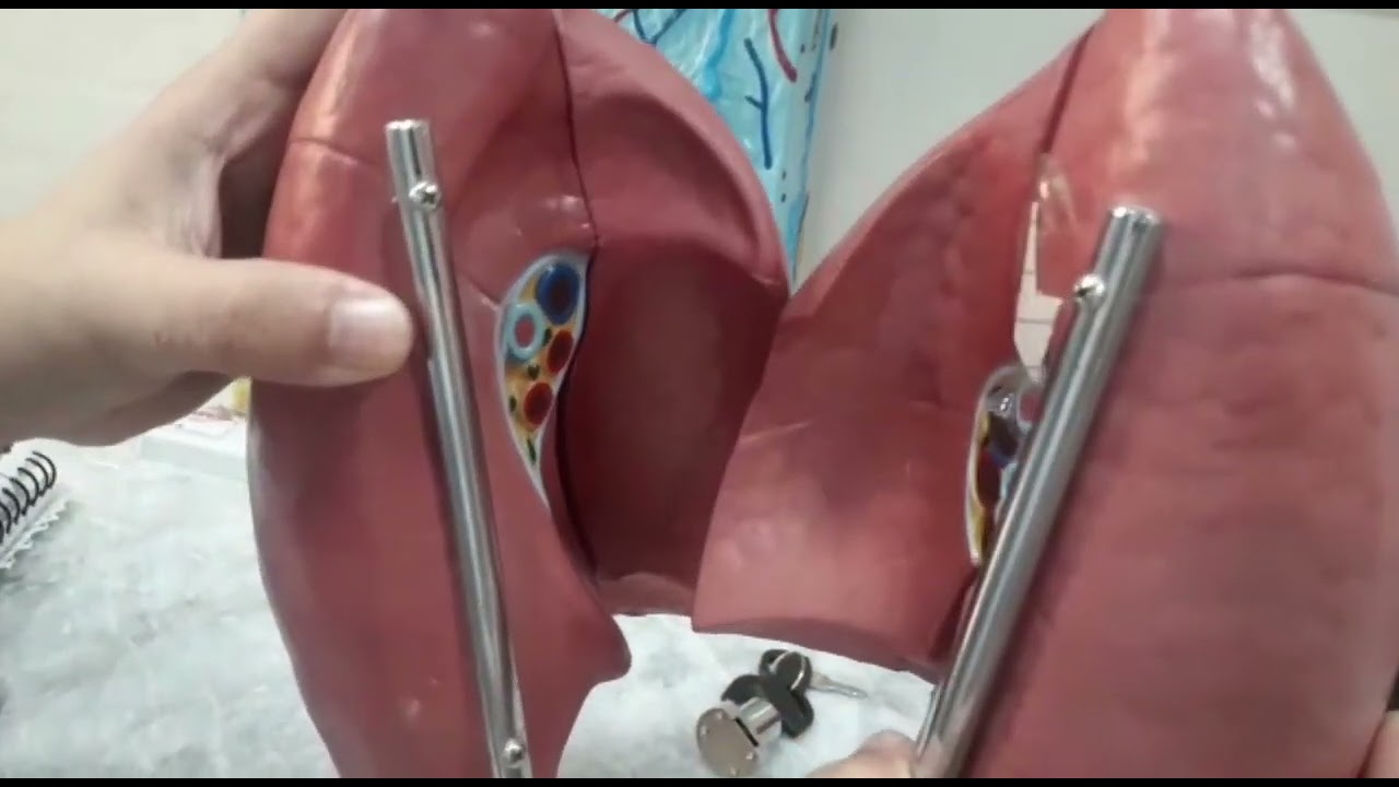 Labelling Of Lungs/Pleura labelling #mbbs #mbbslecture#learning #education #onlinelearning #youtube