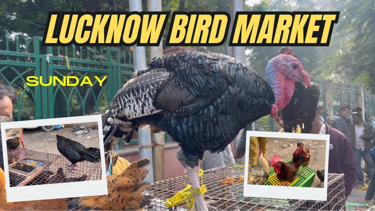 Lucknow Bird market ll Nimbu Park Murga mandi #lucknow #poultryfarming #murgamandi 