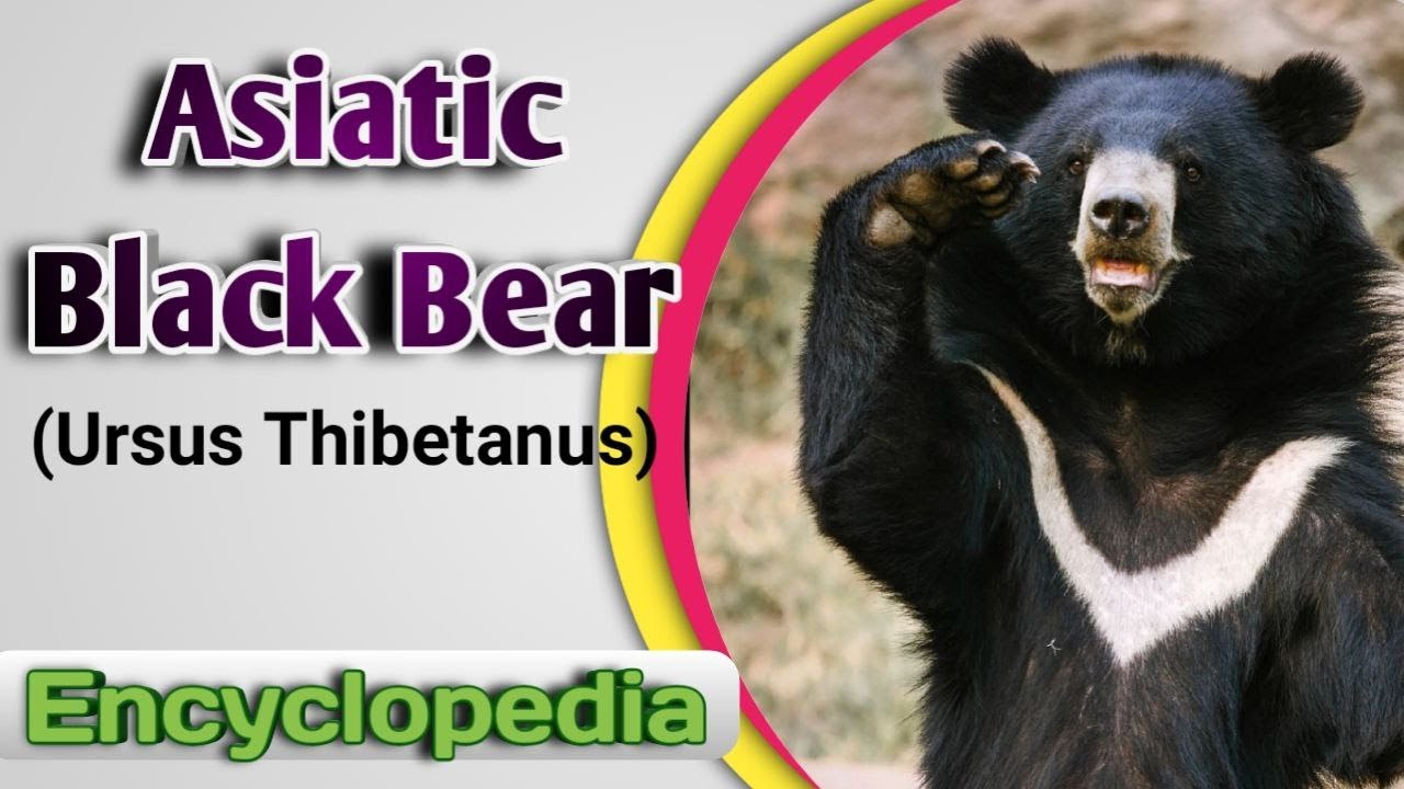 Asiatic Black Bear (Ursus thibetanus)  - Video Encyclopedia