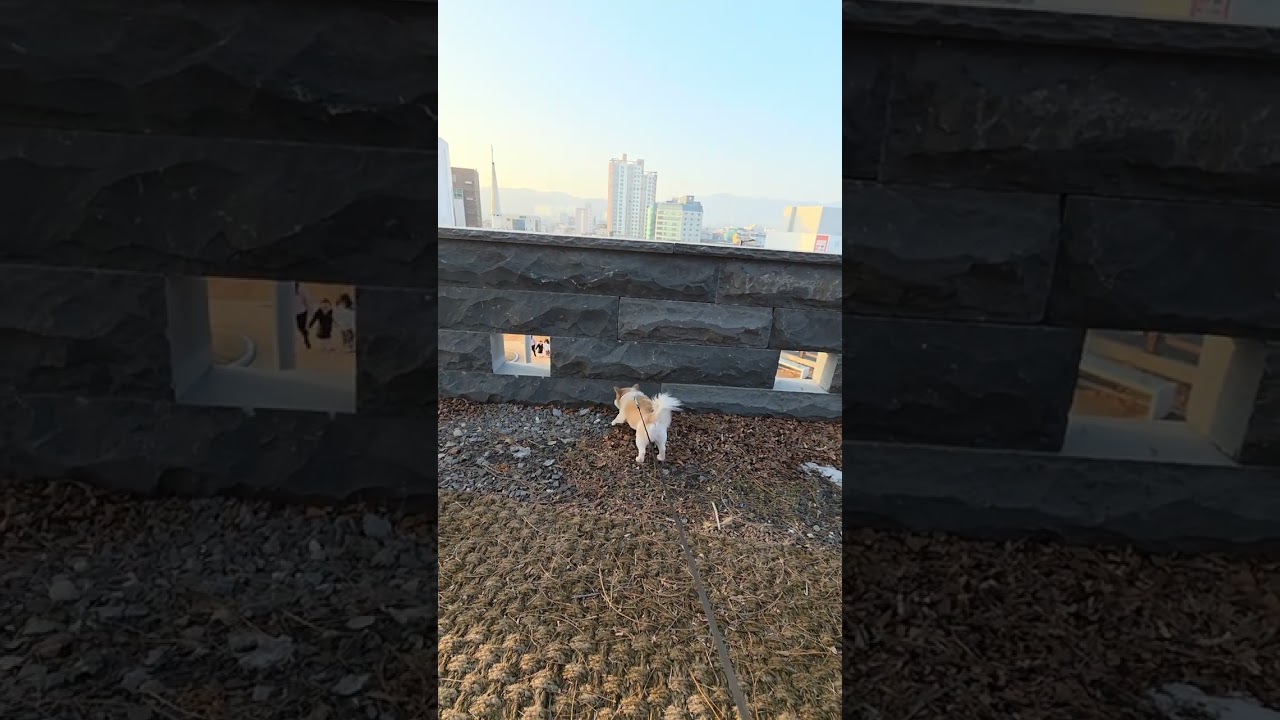 #파양 임보중인 보름이 ♡#산책 #강아지일상 #반려견 #입양하세요 #korea #골드애견 