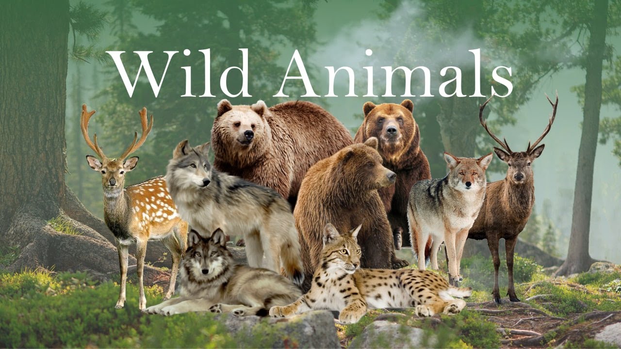 Interesting animal sounds of North America:  fox, beaver, alligator, caribou, ferret