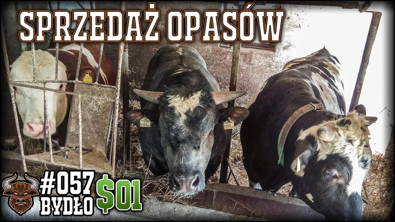 #57 Bydło opasowe - Sprzedaż bydła! Ile dostaliśmy za opasy? Ile ważyły byki? $#1 Maj 2021