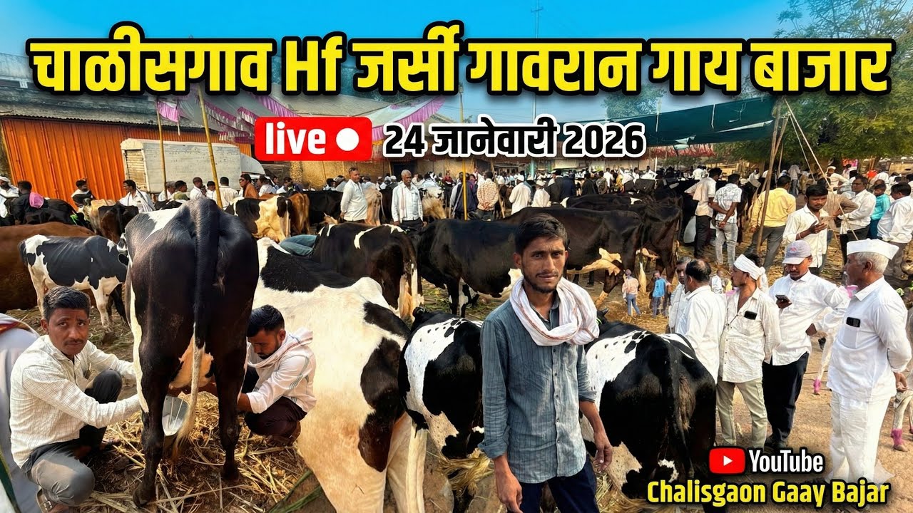 चाळीसगाव गाय बाजार live 🔴 24 जानेवारी 2026 || Chalisgaon Gaay Bajar #hfcows #gaay 