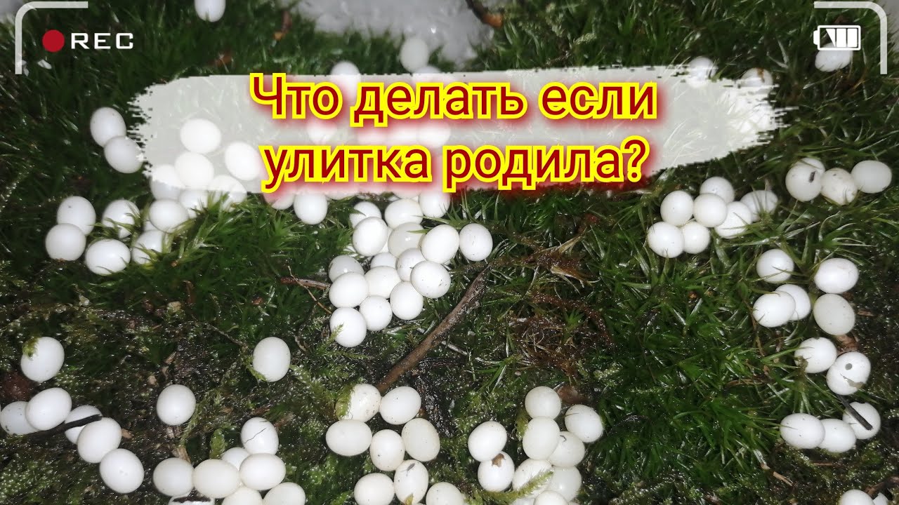 Что делать если улитка родила? Яйца улиток ахатин.