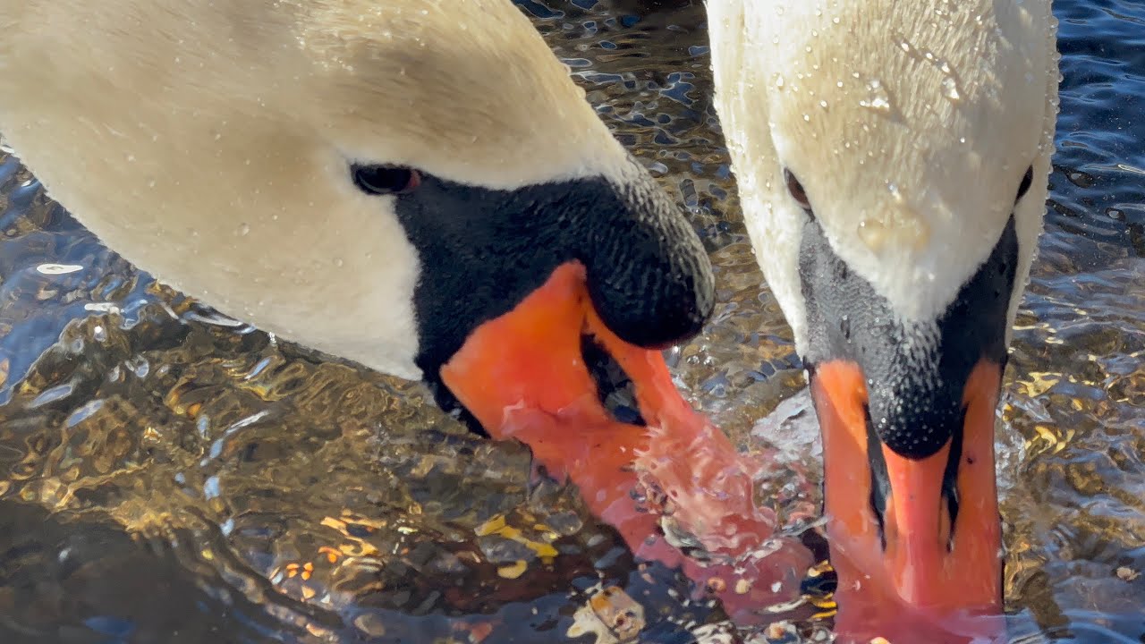 Giving High Calorie Grains To The Swans (Joe & Jayne) February 8, 2026