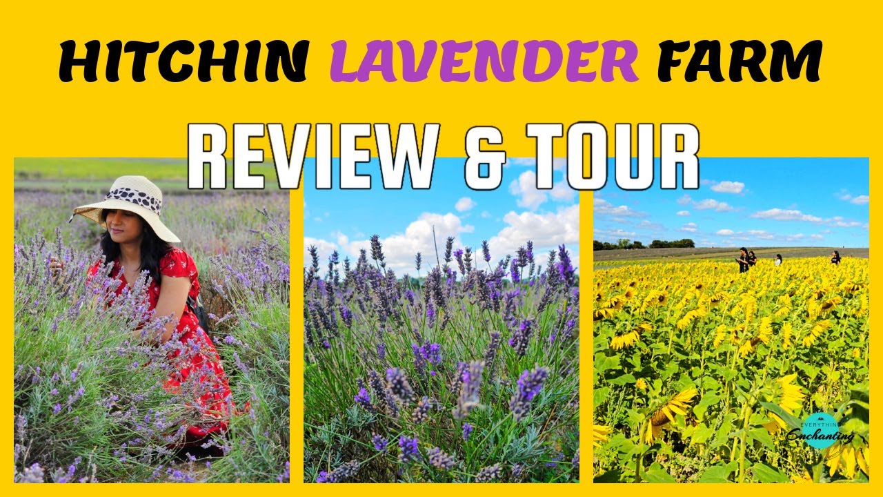 Hitchin Lavender & Sunflower Farm Review & Tour, Hertfordshire | A day trip from Milton Keynes