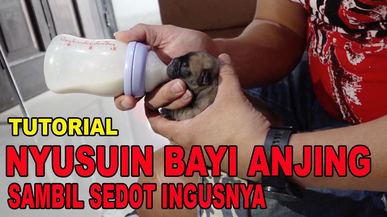 TUTORIAL NYUSUIN BAYI ANJING & SEDOT INGUSNYA