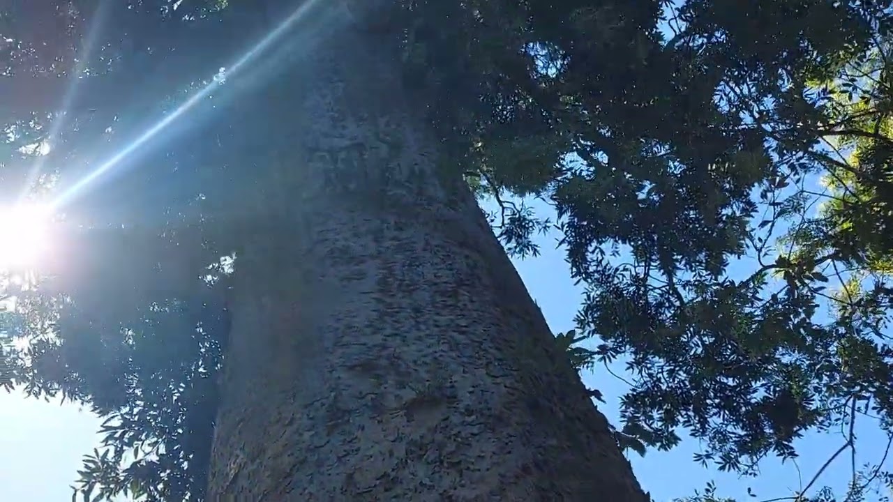 Queensland Kauri Pine (Agathis robusta)