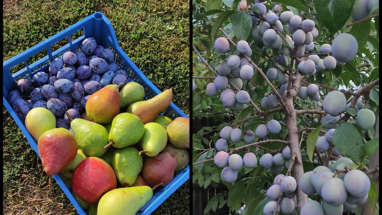 A tour of the orchard, Stanley and Ana Spath plums presented in all their splendor✅🤗