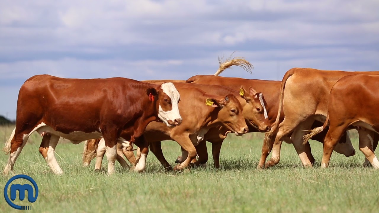 Beautiful Simbra cows and calves