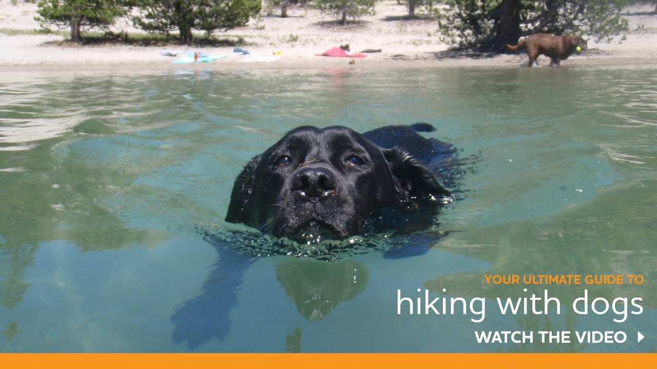 Your Ultimate Guide to Hiking with Dogs at Mammoth Lakes