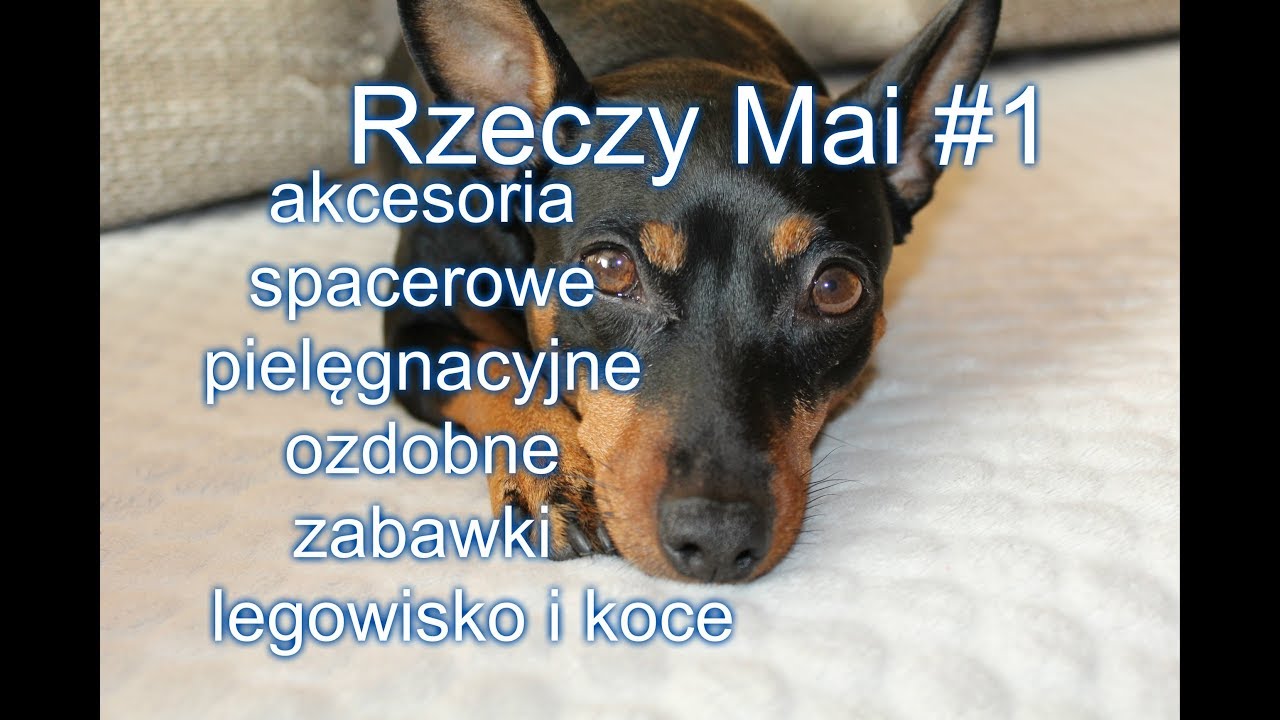 Wszystkie rzeczy mojego psa Mai