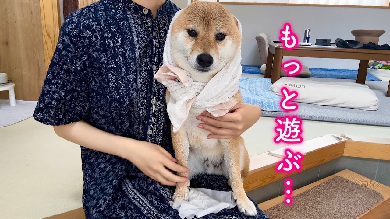 炎天下の中遊びすぎて強制送還された柴犬が可愛すぎました