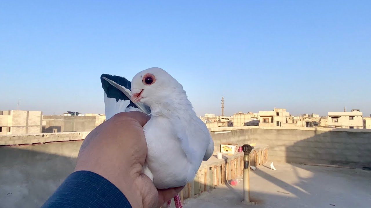 صيد صيد سكري وزاجل أنا خفت منو😱😱
