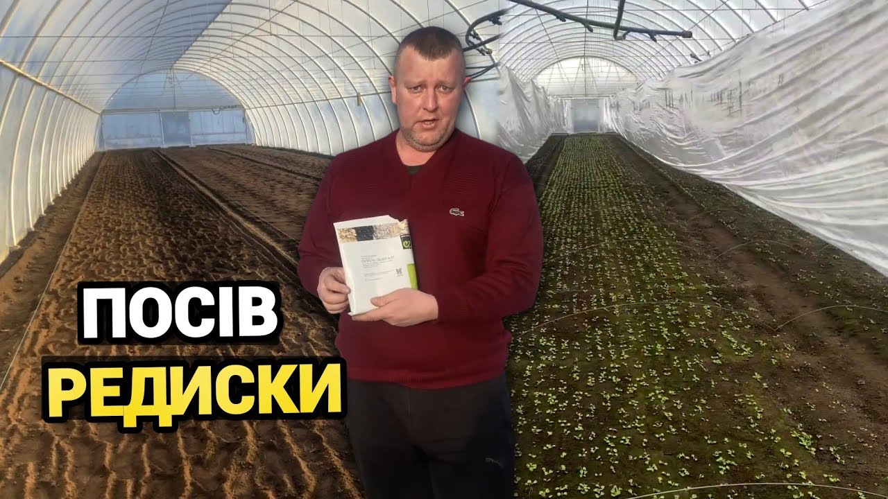 Коли і як потрібно сіяти редиску зимою, на ранній урожай весною. Бізнес в Селі 