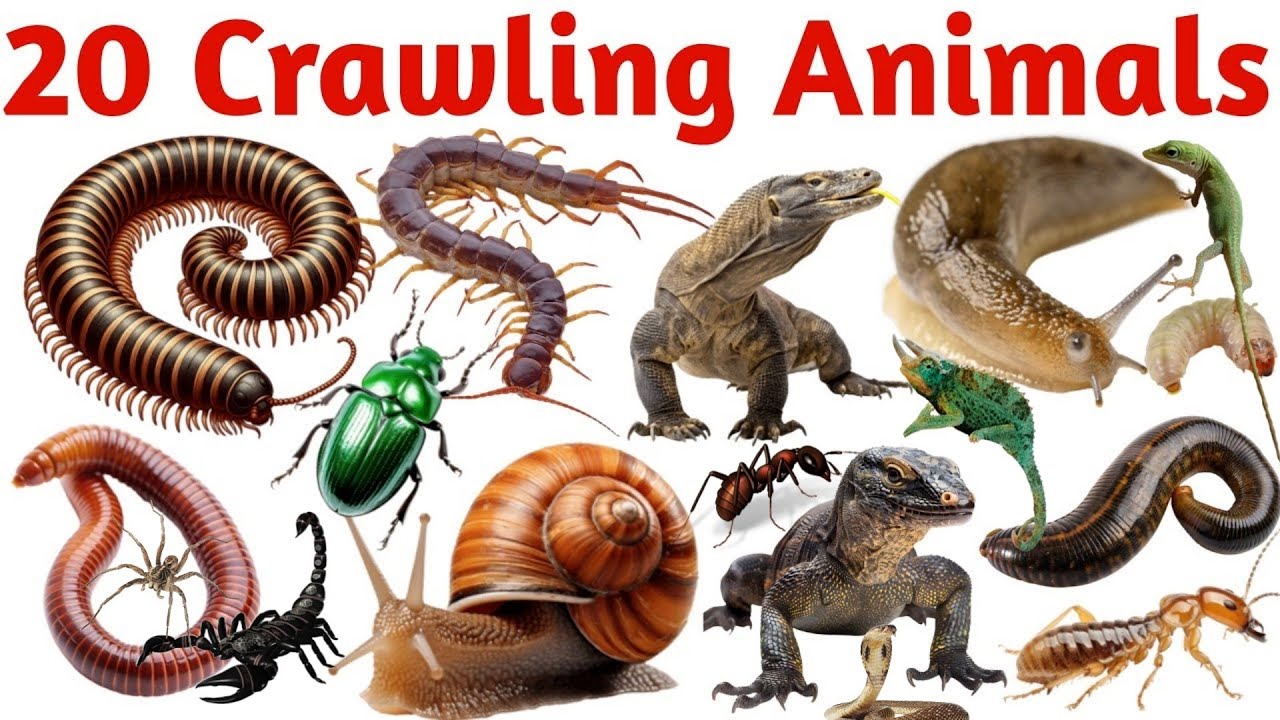 रेंगने वाले जानवर सीखें बच्चों के लिए | Learn 20 Crawling Animal Names for Kids with Pictures