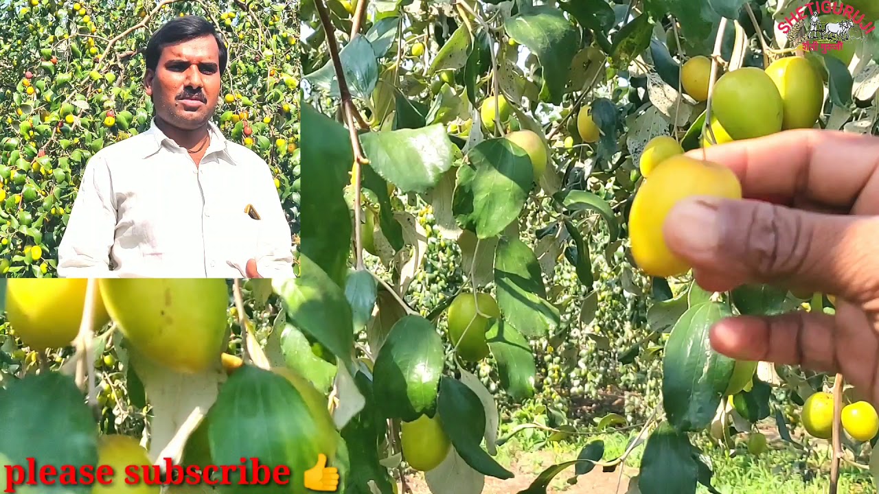 बोर बाग / माहिती व मुलाखत