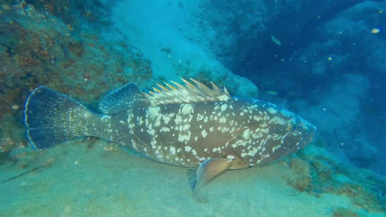 Buceo en Lanzarote 2/2.