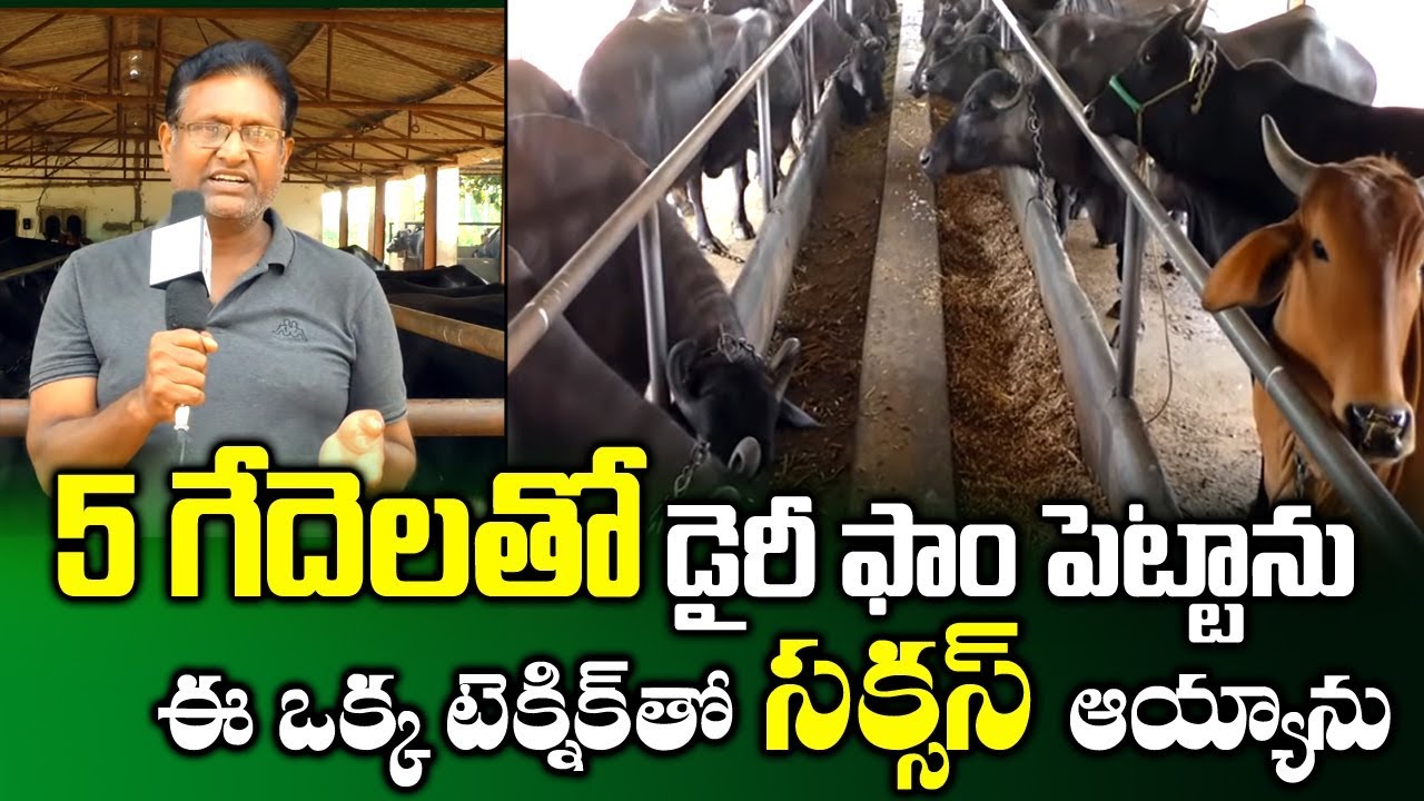 Farmer Success Story on Dairy Farm Business with 5 Buffaloes || Profits in Dairy || SumanTV Rythu