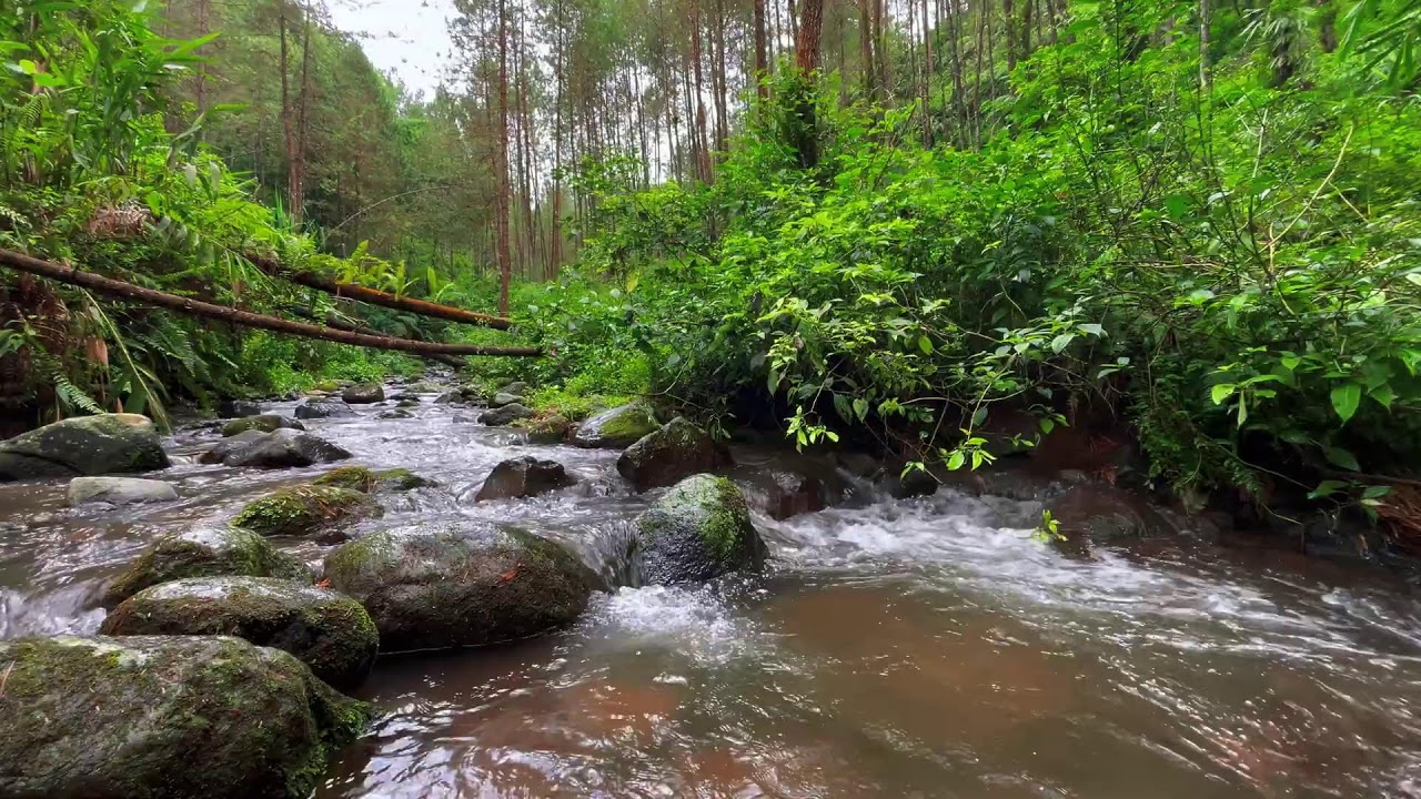 Relaxing Mountain Stream Sounds, Forest river Sounds for deep sleep, stress reliever, and meditation
