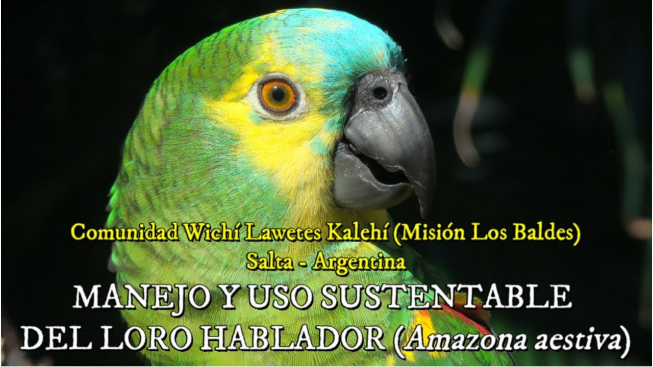 USO SUSTENTABLE DEL LORO HABLADOR (Amazona aestiva) en la comunidad Wichí Lewetes Kalehí. Salta.