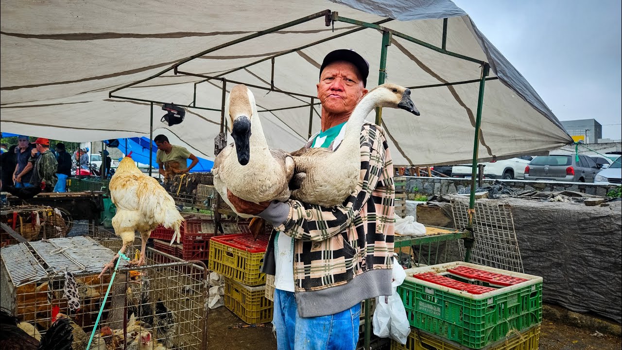 FEIRA DE GALINHA DE CARUARU PE, SÁBADO, (13/09/25)