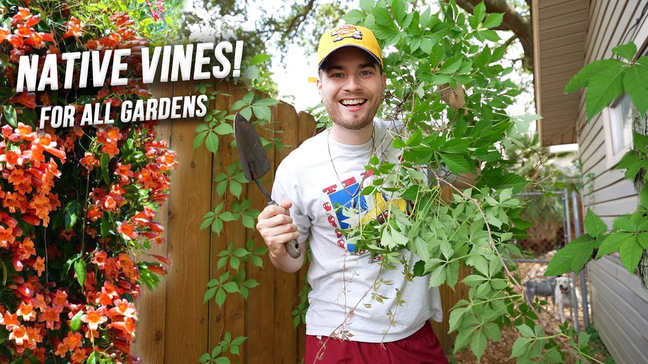 Great Native Vines For All Gardens! Crossvine & Virginia Creeper Plant Propagation!