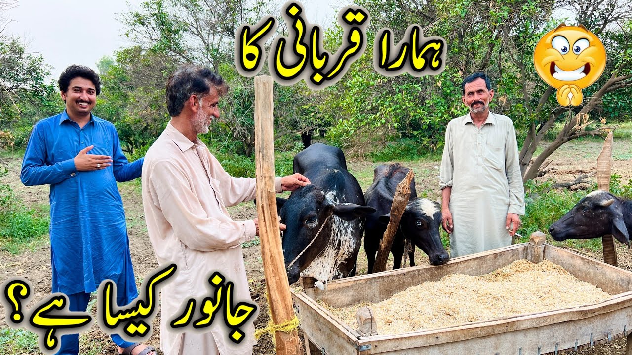 Hamara Qurbani Ka Janwar Kesa Hai ?
