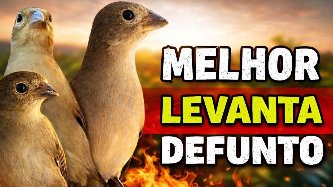 Piado de Fêmea de Papa Capim - Piado de Fêmea de Papa capim para [foguear esquenta] seu papa capim
