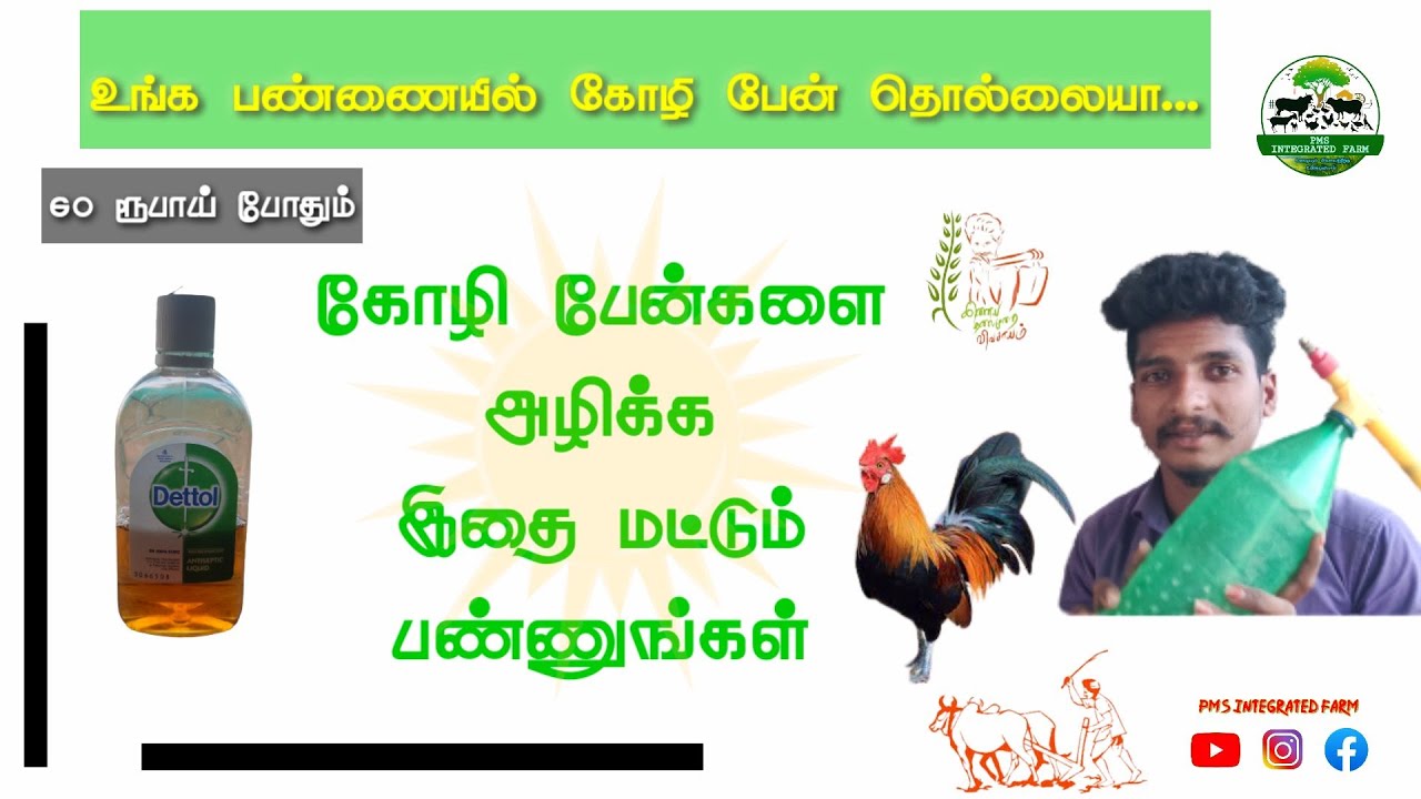 கோழி பேன் இருந்தால் இந்த மருந்து மட்டும் போதும் | Nattukoli valarpu | PMS INTEGRATED FARM | Tamil