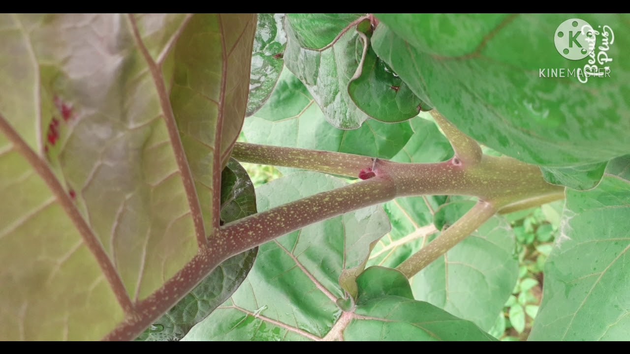 Cultivo de tomate de árbol en Perú ( 2700 msnm)