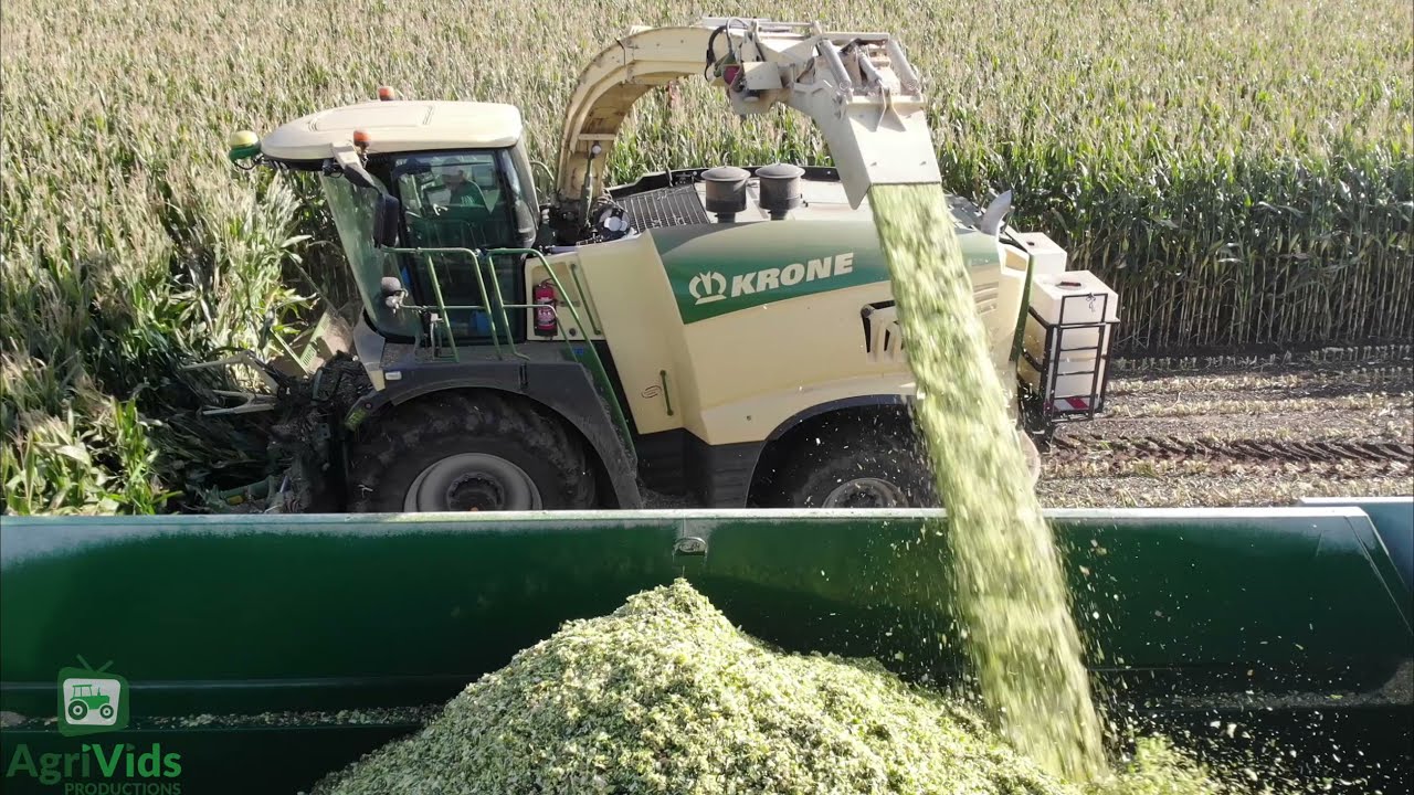 Maize Harvest Somerset, England 2021