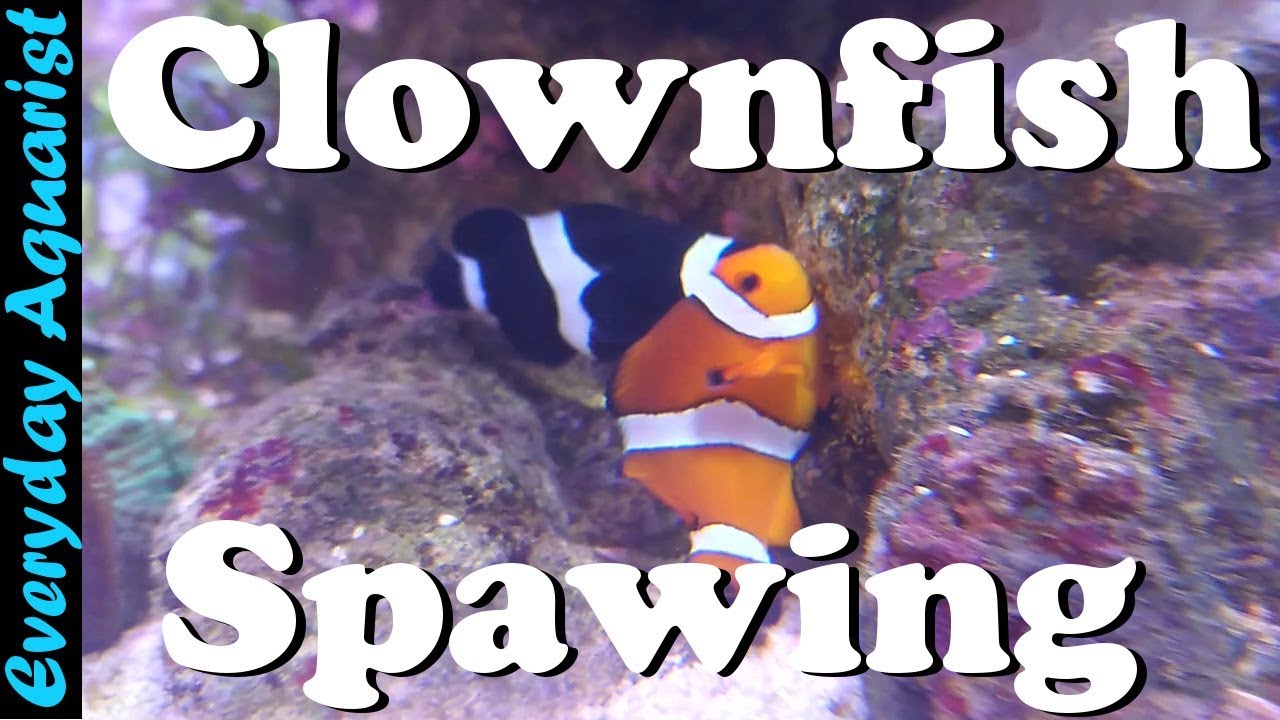 Clownfish Breeding & Spawning in a Reef Tank
