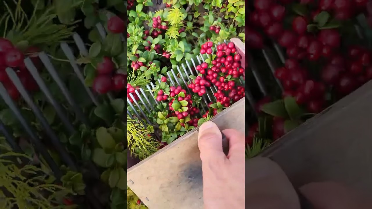 Harvest the berry &hellip; #berry  #cranberry #blueberry