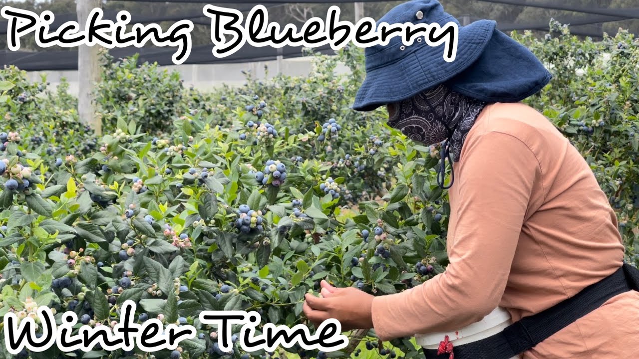 Picking Blueberry winter time in Coffs Harbour, NSW 🇦🇺 Australia 🇦🇺 #Merry Ribeiro vlog🫂🫂