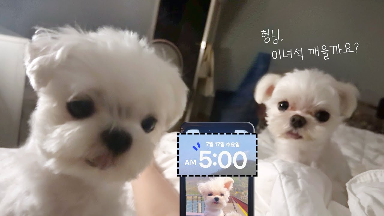 아침을 꼭 새벽 5시에 먹어야겠니..?ㅠㅠ