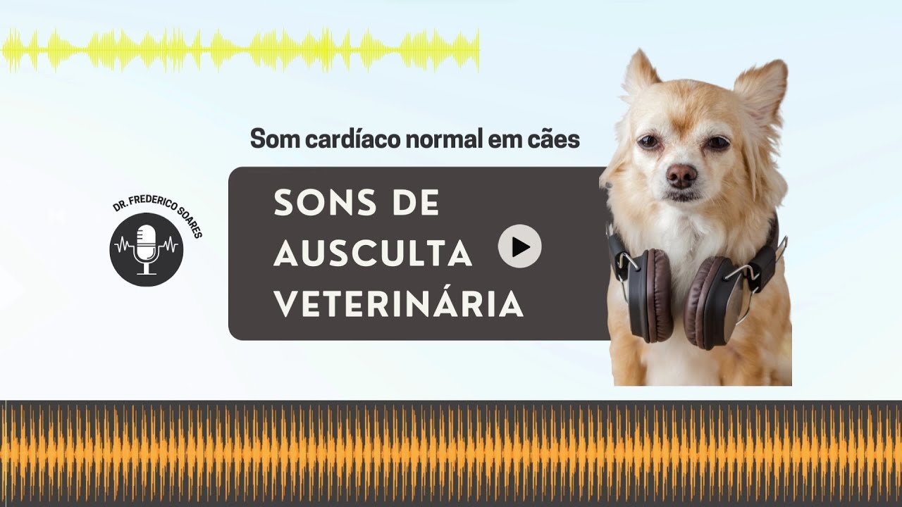 Som cardíaco normal em cães | EP. 1