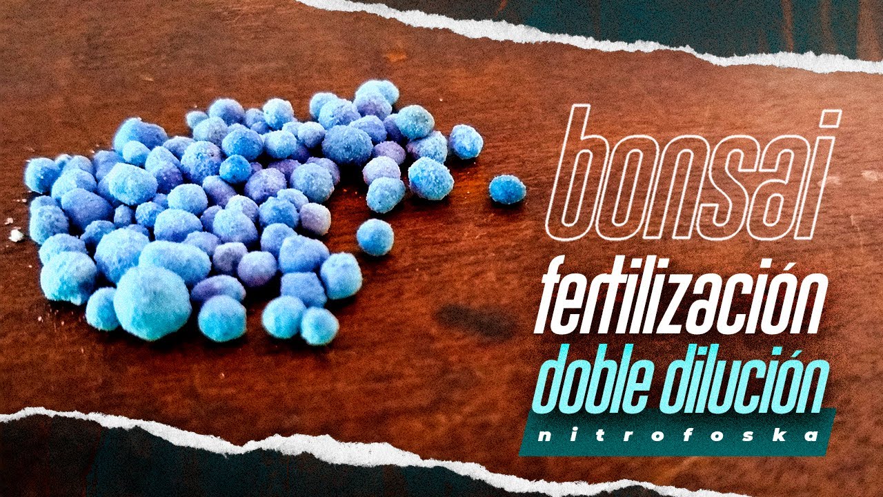 FERTILIZACIÓN de BONSAIS | método DOBLE DILUCIÓN | trabajos de primavera