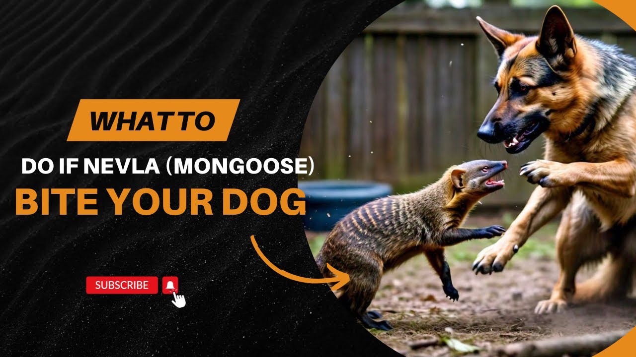 Emergency Guide: What to Do If a Mongoose Bites Your Dog | Aliyan Vets