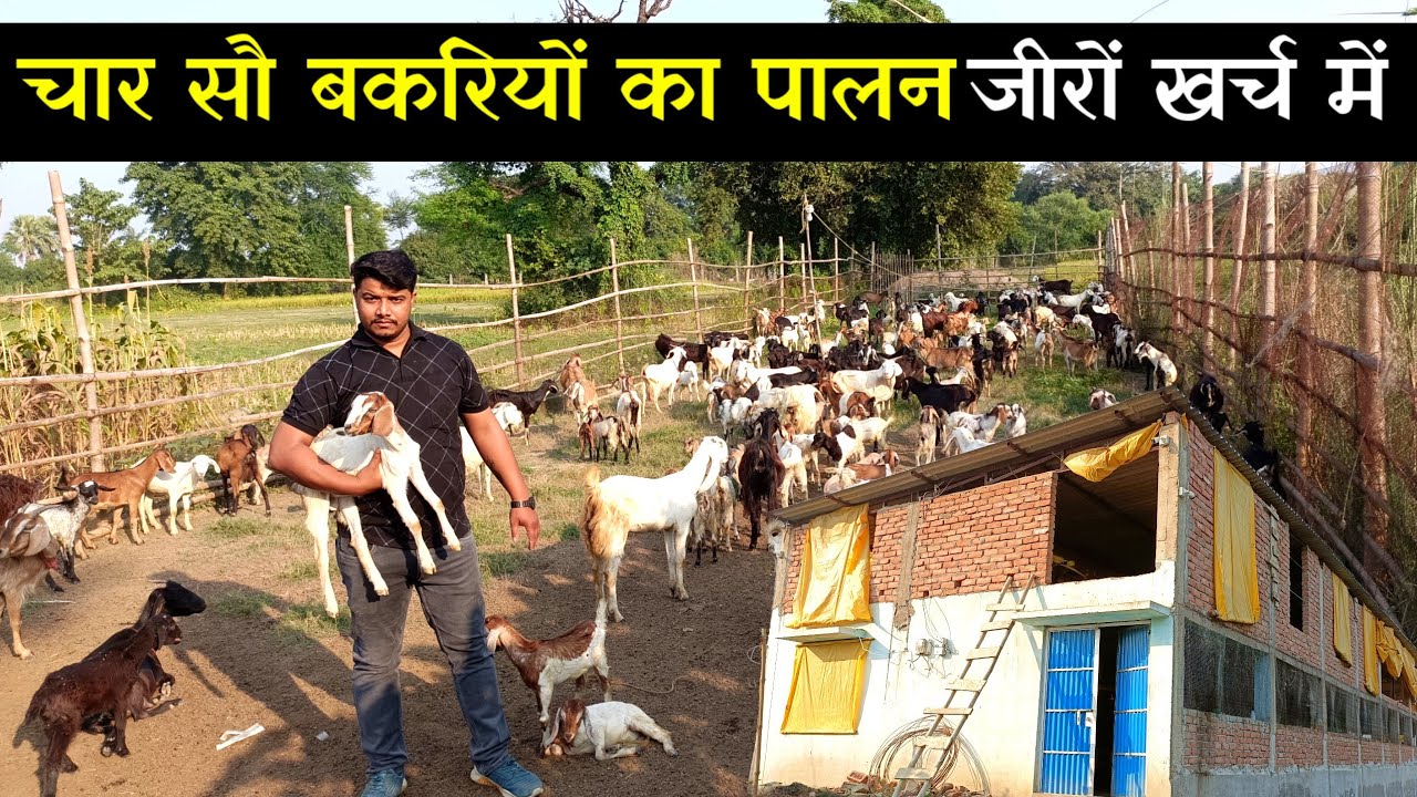 चार सौ बकरियों का पालन जीरों खर्च में! kam khrch me bakri palan