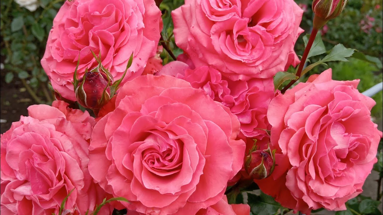 Зацветают новые розочки! 🌹