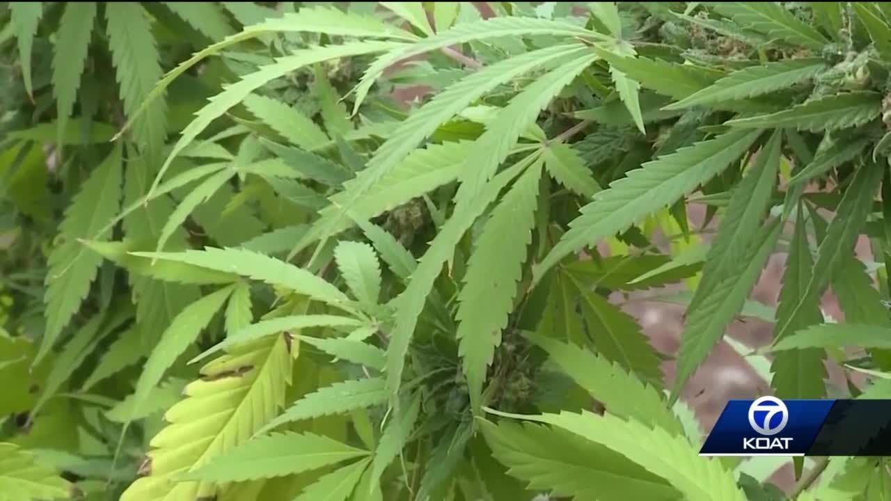 Recreational pot shop debate