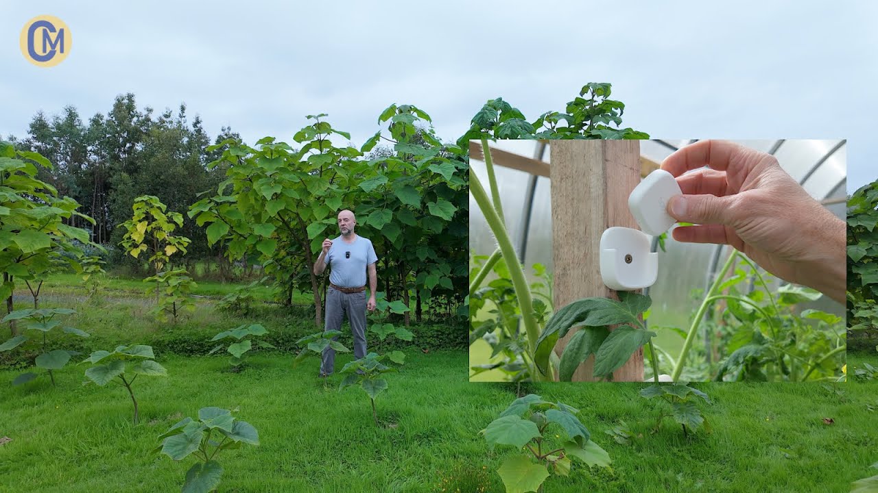 Paulownia, log store - temperature 🌡️ update