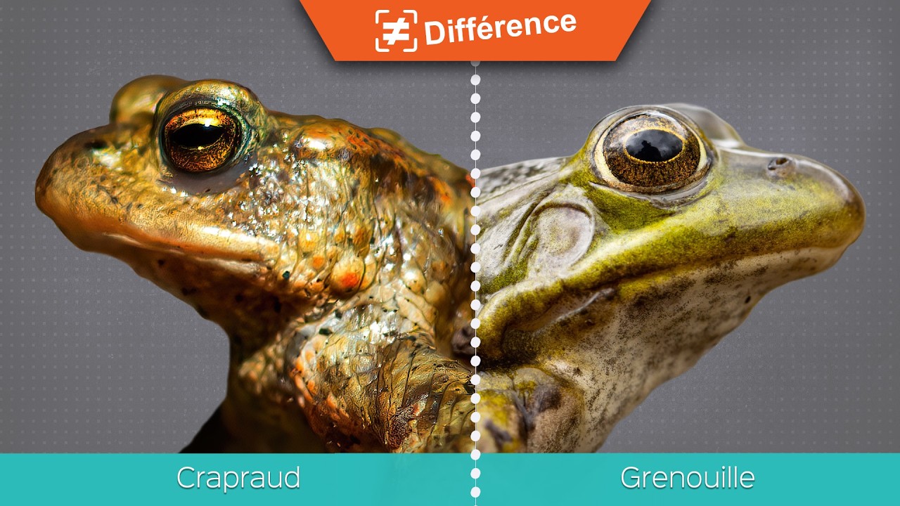 Différence entre le crapaud et la grenouille