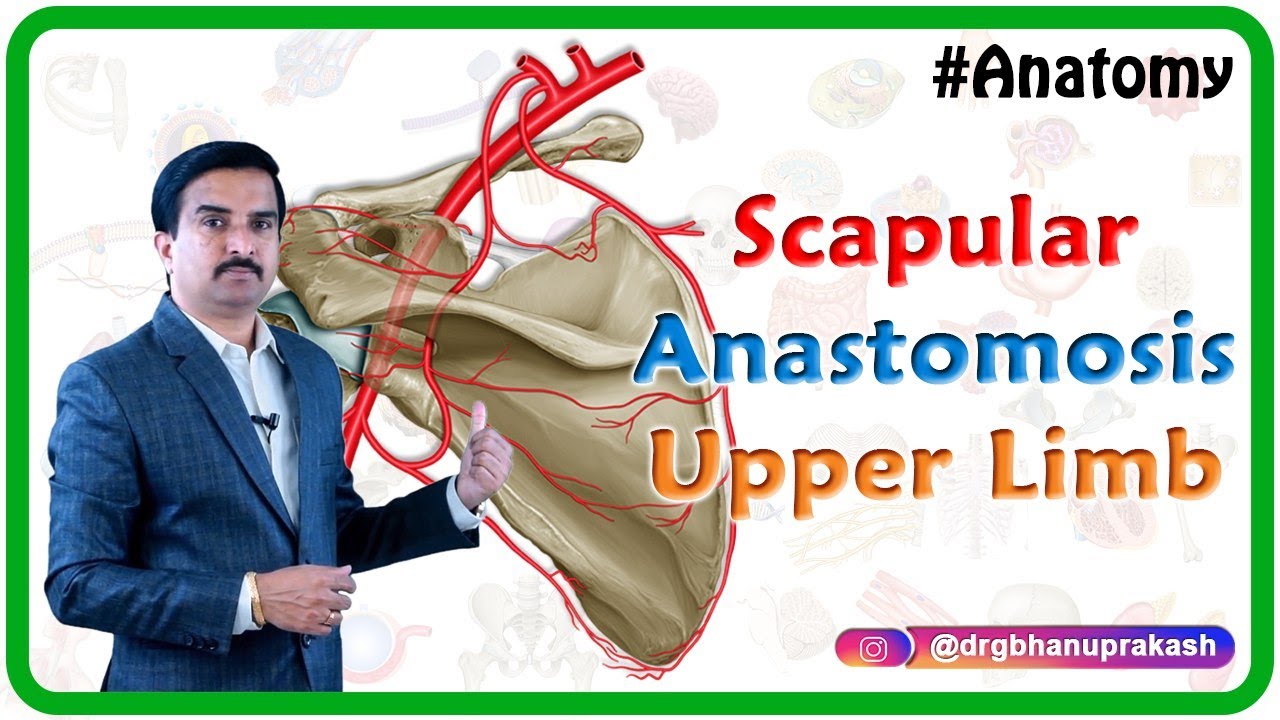 Scapular Anastomosis  - Upper Limb Gross Anatomy , Dr G Bhanu Prakash