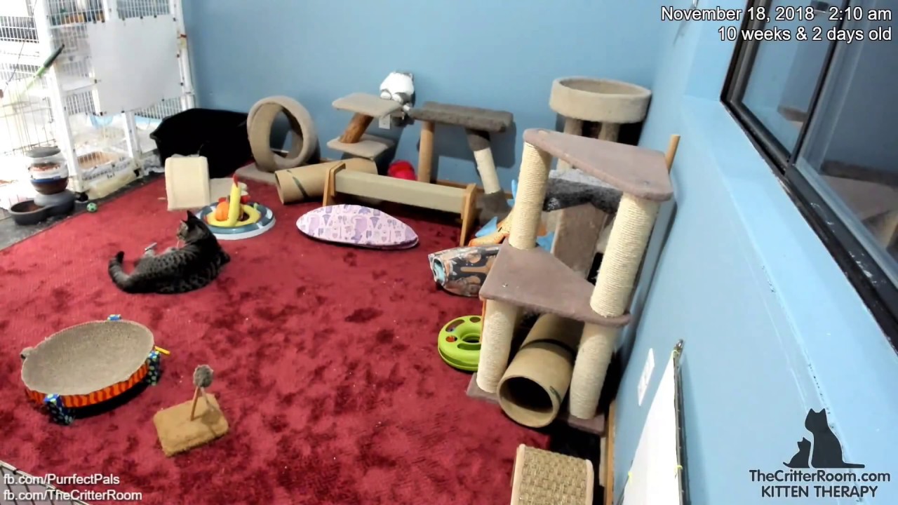 Fantastical Kittens - Hop On Mama