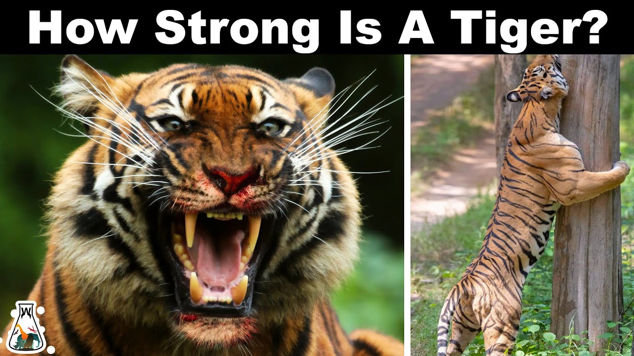 Why Are Tigers So Strong?