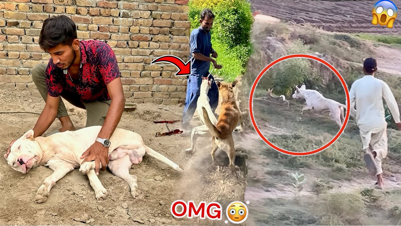 MISSION COMPLETED😍 BUT GABBAR BADMASH&hellip;..!💔