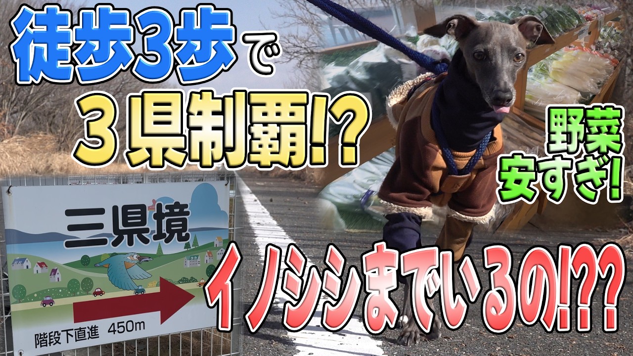 【日本唯一】徒歩3秒で3県またげる謎スポットとぶらり渡良瀬遊水地